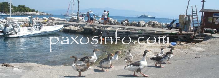 Ganzen op de promenade in Gaios - Paxosinfo.com gaios